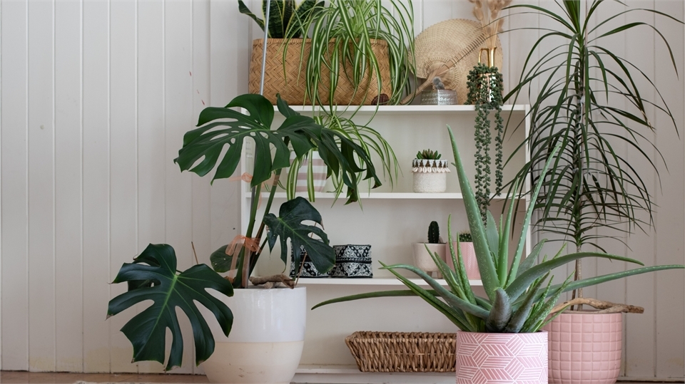 /Global/DisplayMultimediaDescription.ashx?guid=96bd23a8-a2b4-40cd-9407-0256b388411d